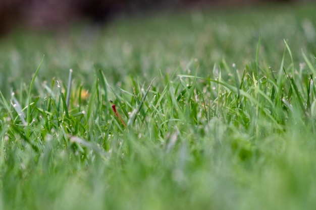 Foto prossimo piano dell'erba che cresce nel campo