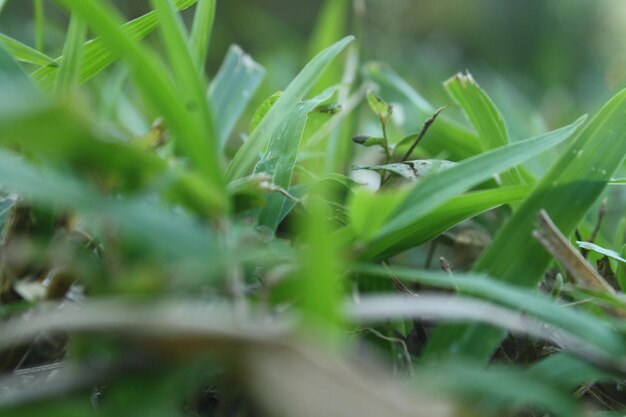 Close-up of grass growing on field