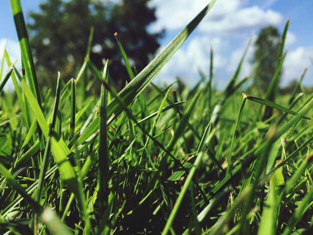 Foto prossimo piano dell'erba che cresce sul campo