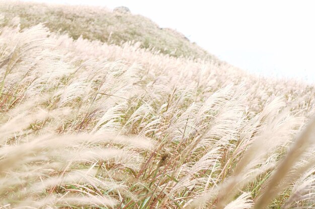 Close-up of grass growing on field