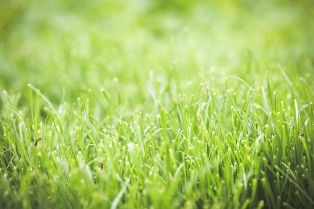 Close-up of grass growing in field