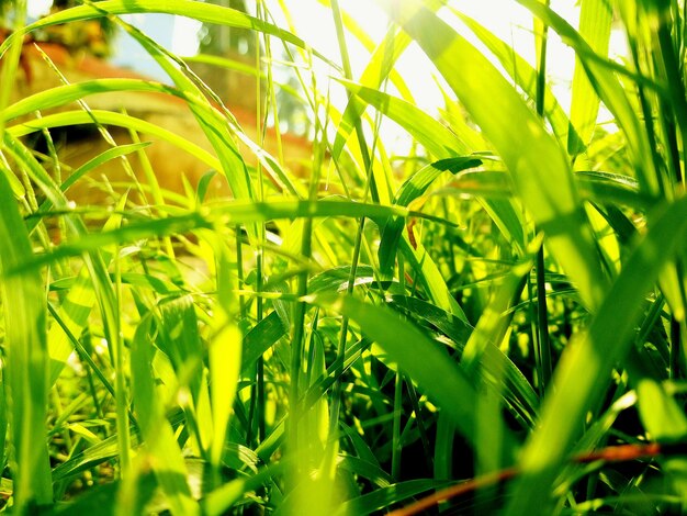 Close-up of grass growing in field