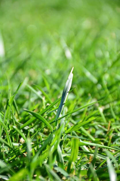 Foto prossimo piano dell'erba che cresce nel campo