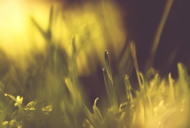 Foto prossimo piano dell'erba che cresce sul campo