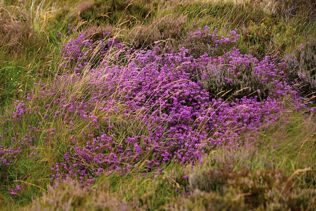 Photo close-up of grass growing on field