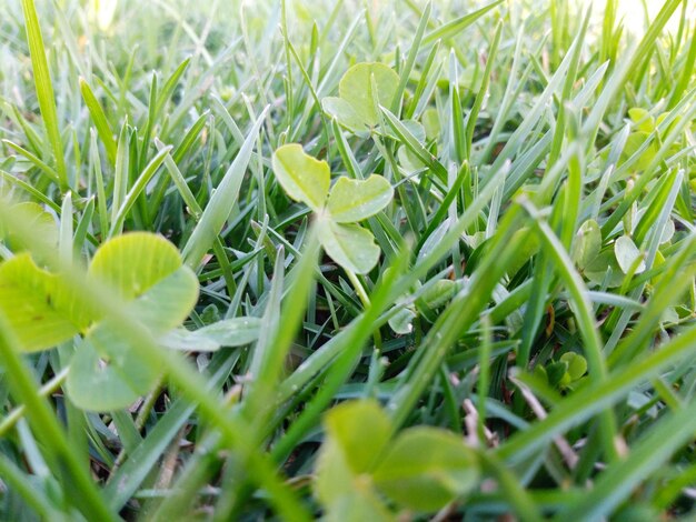 Close-up of grass growing on field