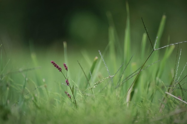 野原で育つ草のクローズアップ