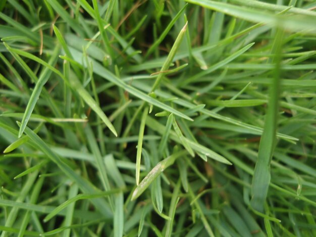 Close-up of grass growing on field