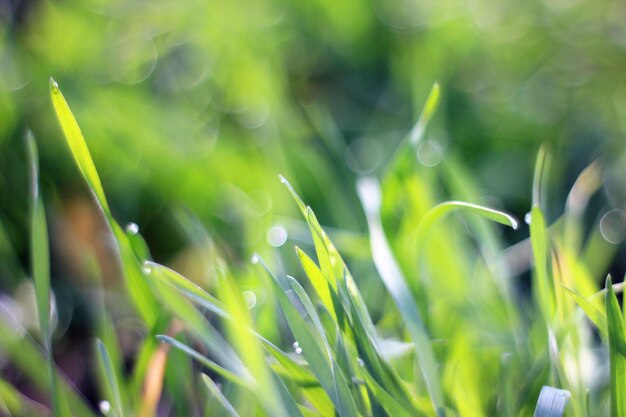 Close-up of grass growing on field