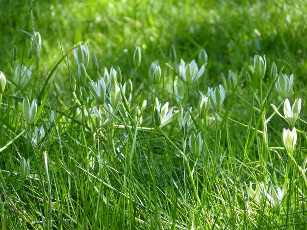 Photo close-up of grass growing on field