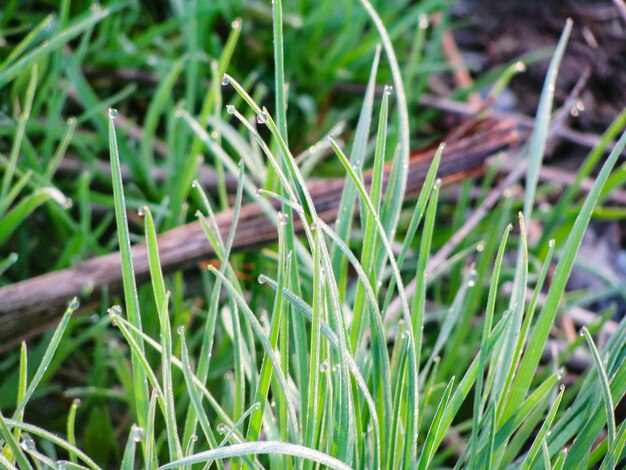 Foto prossimo piano dell'erba che cresce sul campo