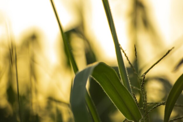 Photo close-up of grass growing in field