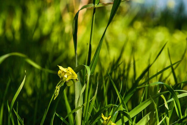 Photo close-up of grass growing on field