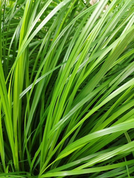 Close-up of grass growing on field