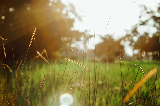 Foto prossimo piano dell'erba che cresce nel campo