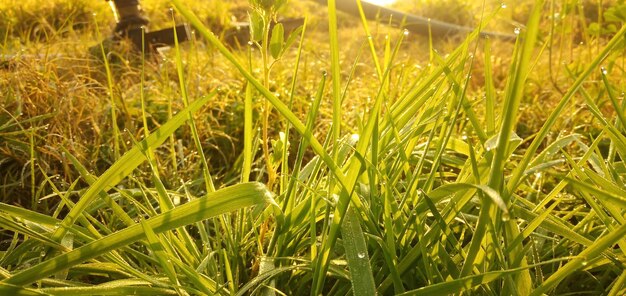 Close-up of grass growing on field