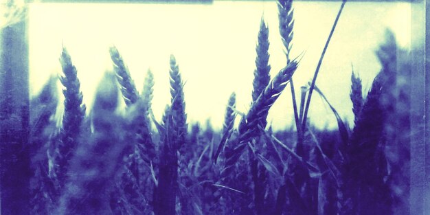 Close-up of grass growing on grassy field against sky