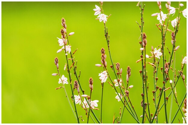 Close-up of grass growing outdoors