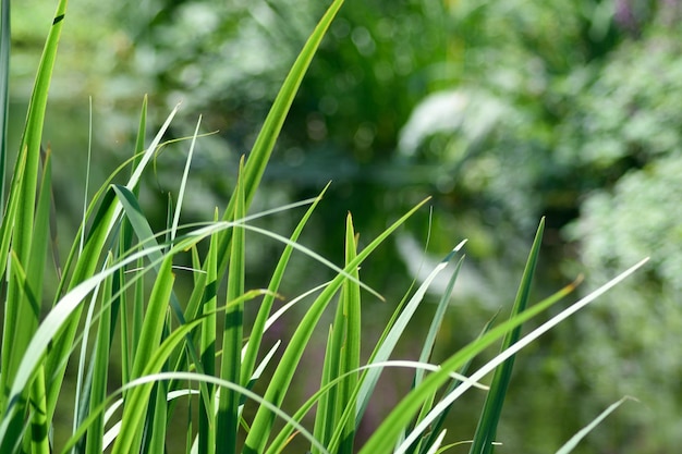 close-up of grass growing outdoors