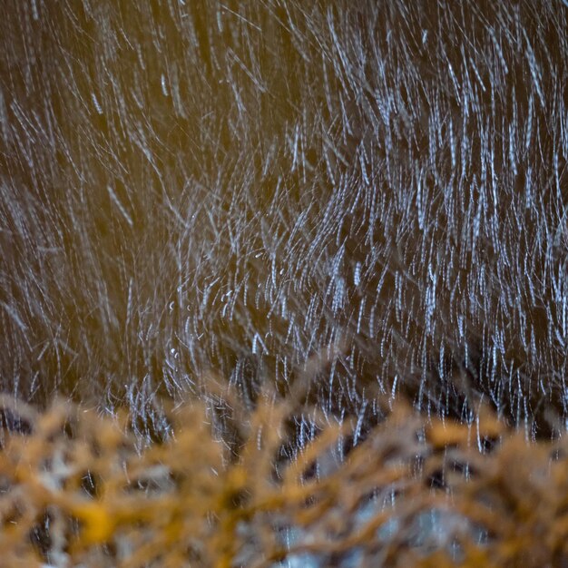 Foto prossimo piano dell'erba nel lago