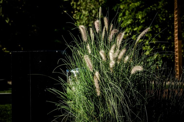 Photo close-up of grass at night