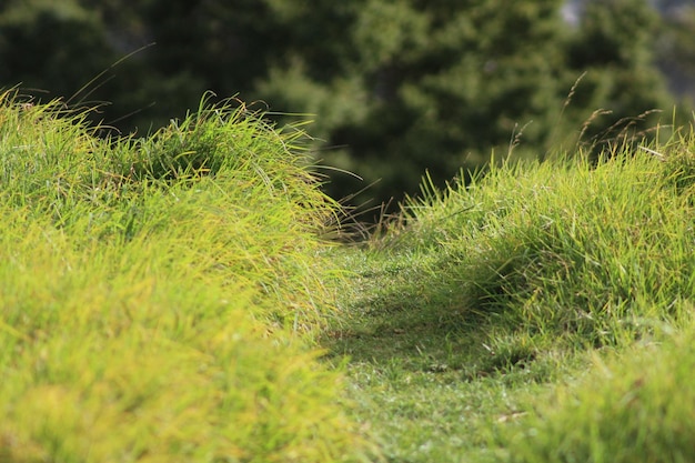 Foto prossimo piano dell'erba nel parco