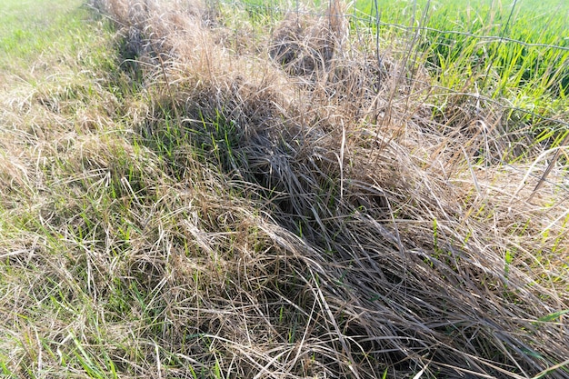 Photo a close up of a grass patch with the word grass on it