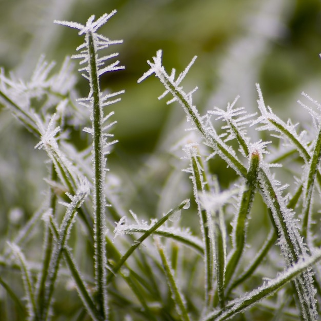 Photo close-up of grass on plant during winter