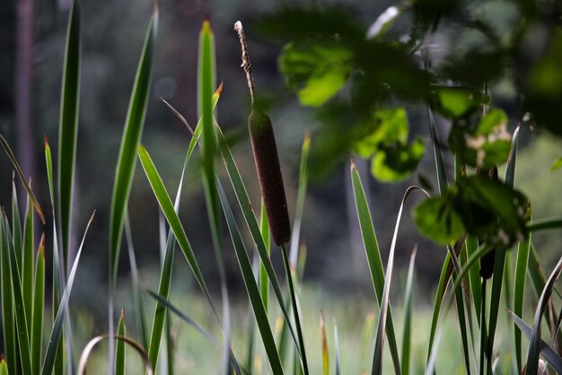 Photo close-up of grass and reed growing on field