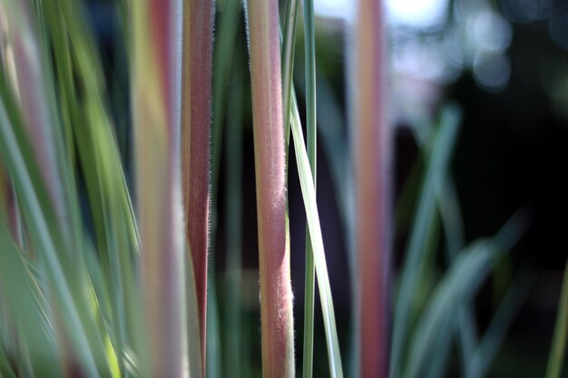 close up grass sedge in the wind