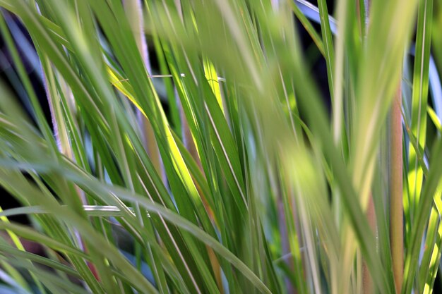 close up grass sedge in the wind