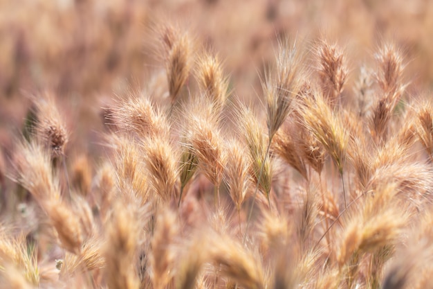 Close up of grass seed stalks in the meadow at sunset.