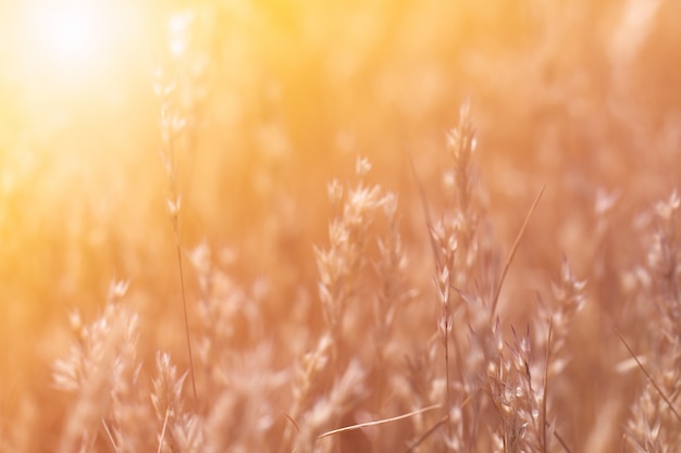 Close up of grass seed stalks in the meadow at sunset.