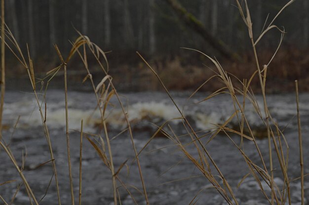 Photo close-up of grass on shore