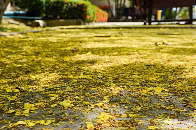 Foto prossimo piano dell'erba in acqua