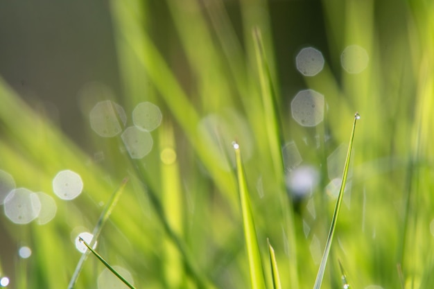 A close up of grass with dew drops on it