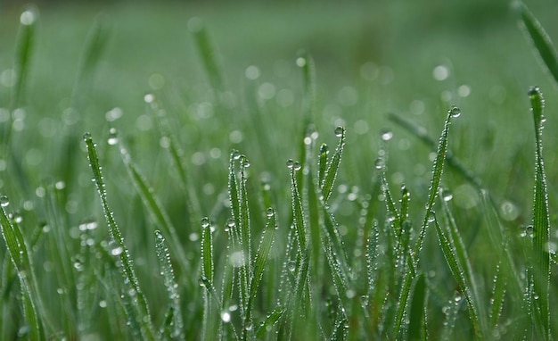 A close up of grass with dew on it