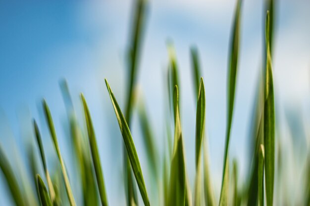 Крупный план травы с сияющим на ней солнцем