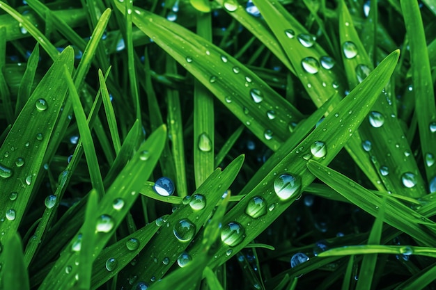 A close up of grass with water droplets on it