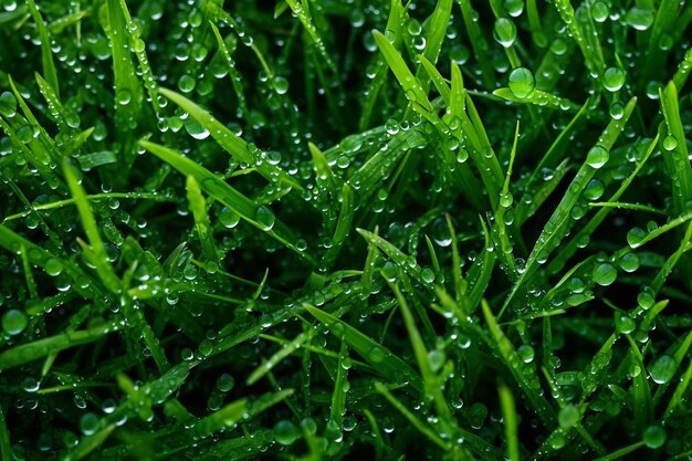 Foto un primo piano di erba con gocce d'acqua su di esso