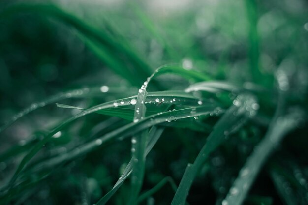 a close up of grass with water drops on it