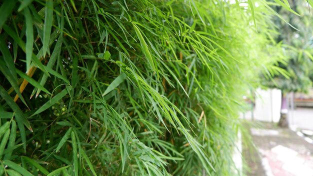 Photo a close up of grass with the word grass on it