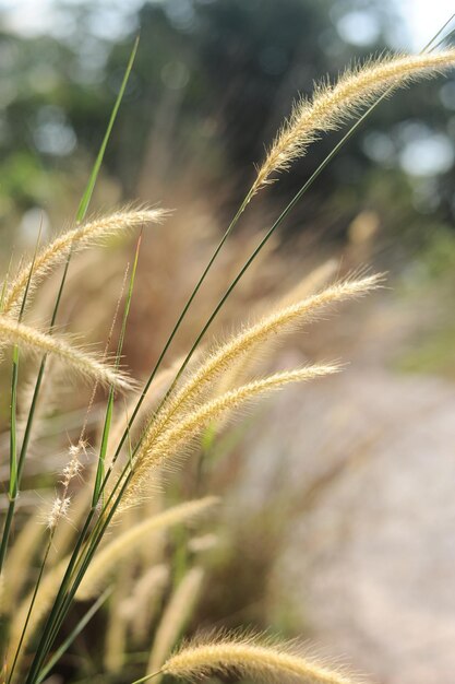 A close up of a grass with the word pampas on it