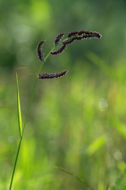 A close up of a grass with the word wild on it