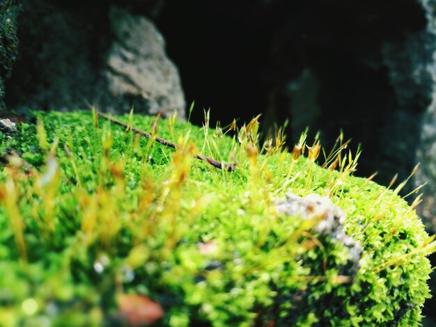 Close up of grass