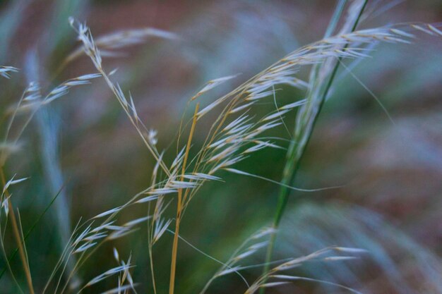 Photo close-up of grass