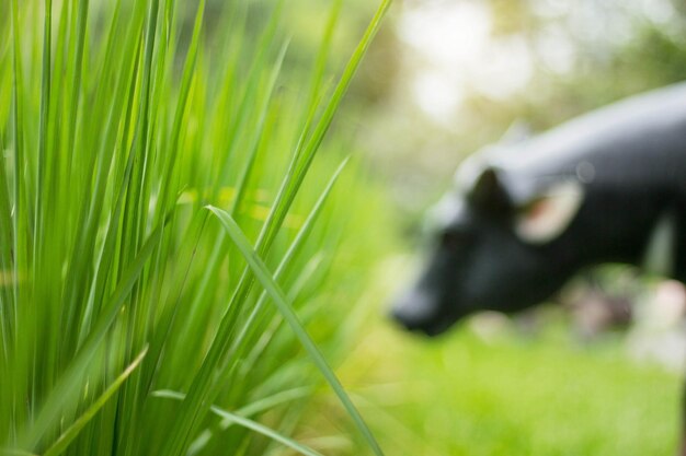 Close-up of grass