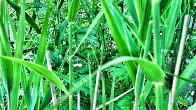 Photo close-up of grass