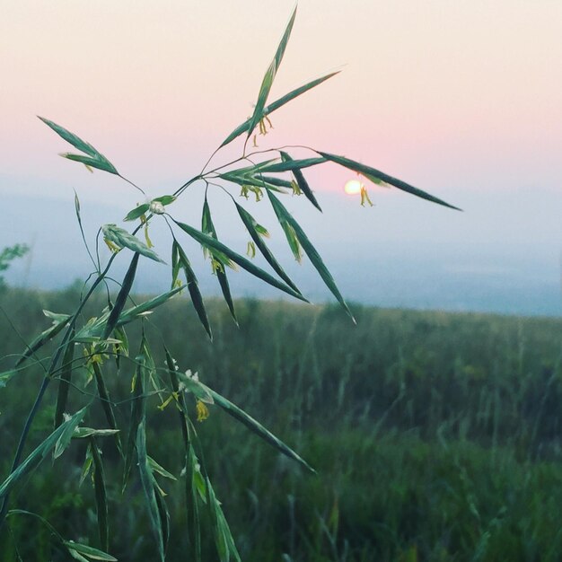 Close-up of grass