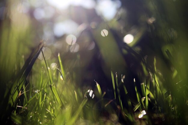 Photo close-up of grass